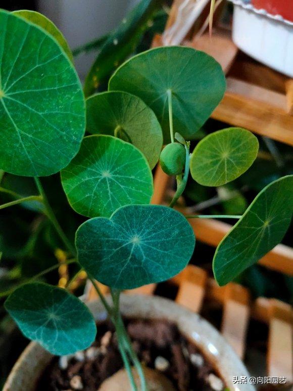 山乌龟养几年开花,养乌龟跟绿萝