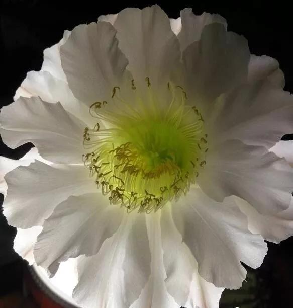 100种仙人球开花图鉴，平时丑丑的它们，开起花来，惊艳