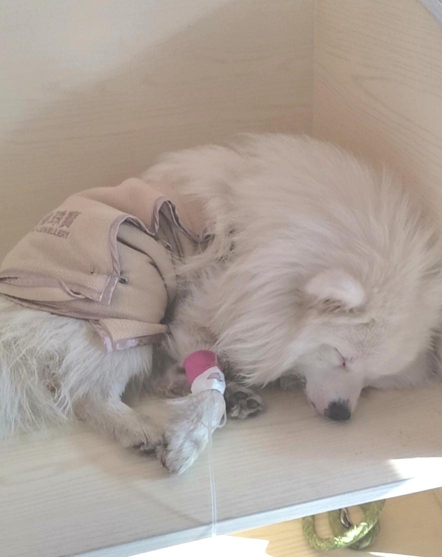 狗狗呕吐然后喂了益生菌就拉稀,狗狗拉稀呕吐可以吃益生菌吗