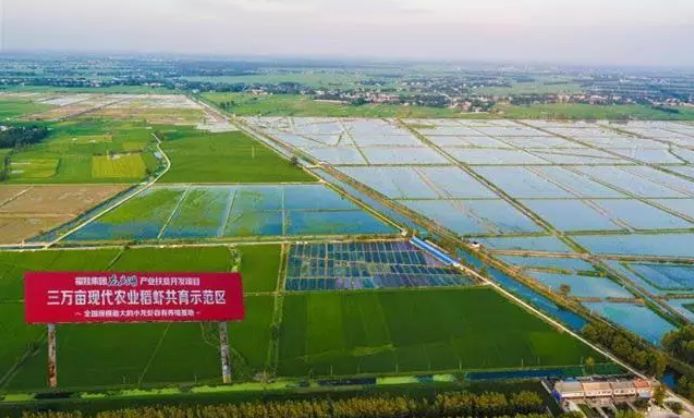 稻虾养殖一亩能出多少斤小龙虾,小龙虾养殖一亩地能产多少斤虾