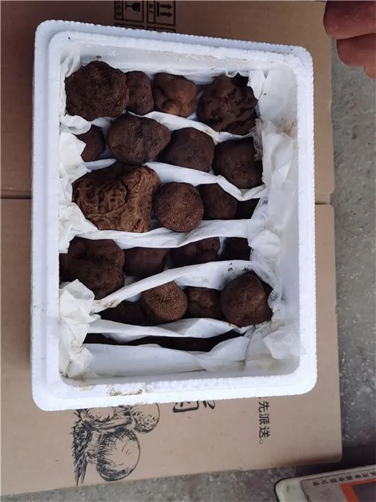 导游转行主播卖货的女的叫啥,云南导游直播卖海鸥