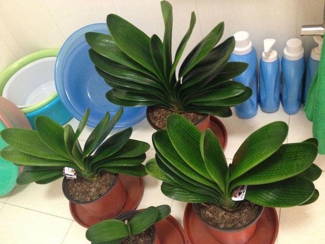 君子兰养护步骤与方法,君子兰喝了3种水疯长不停