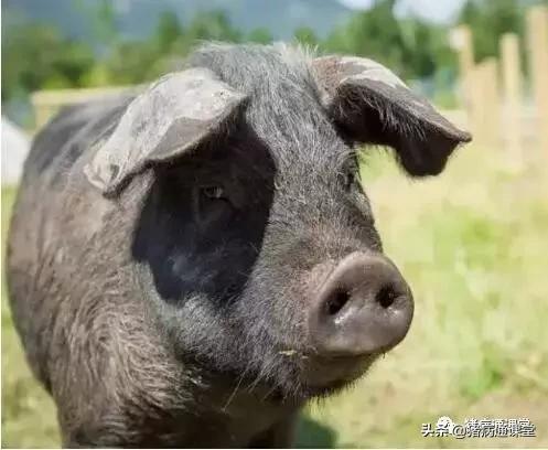 影响种公牛精子质量因素,公猪影响精子质量有什么因素