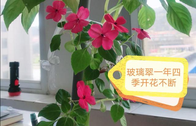 玻璃翠花怎么养殖视频教学,玻璃翠花卉养殖方法及注意事项