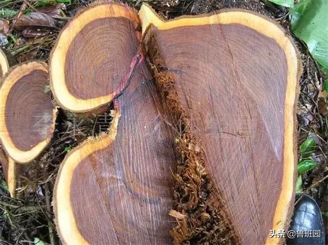 奥氏黄檀和微凹黄檀,奥氏黄檀原木