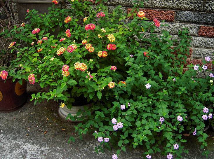 这些花“好看又好养”，不怕高温不怕晒，适合新手夏天养