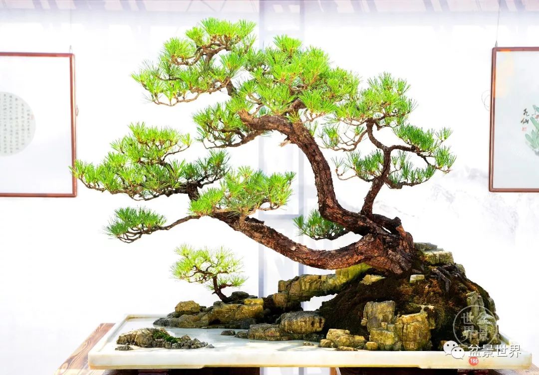 不可多得的黑松盆景素材,富贵大气的盆景有哪些