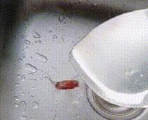 家中蟑螂怎么消灭最彻底,灭蟑王药是怎样消灭蟑螂的