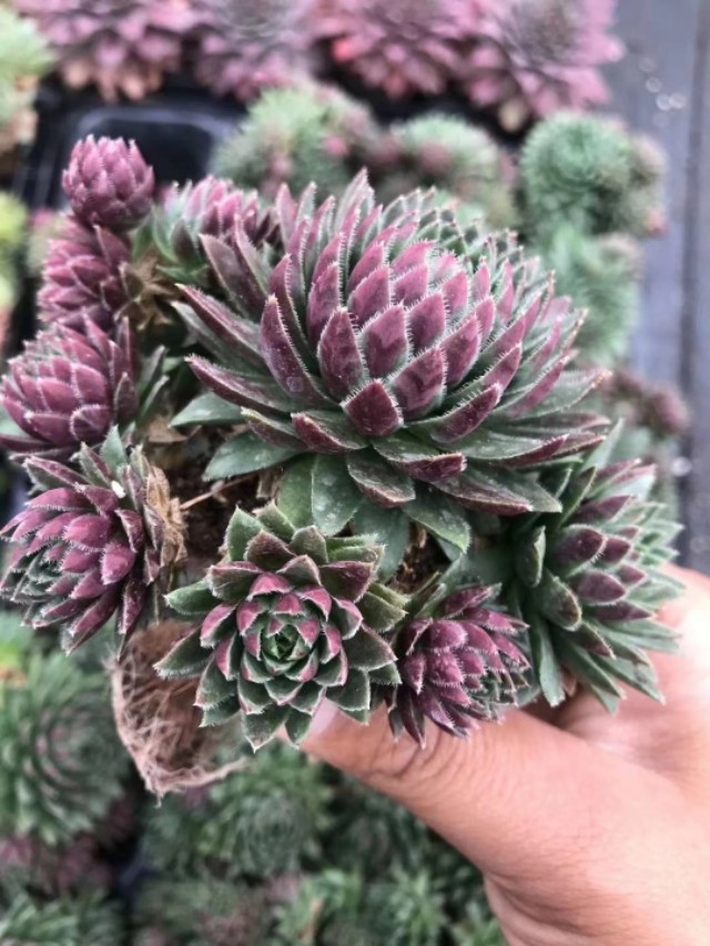 长生草观音莲怎么长侧芽,长生草多肉用什么土壤