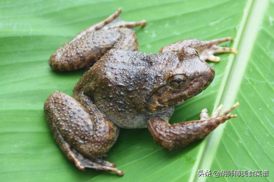 除了蝙蝠，这18种动物肉都是野生的，为了家人健康，一定要管住嘴
