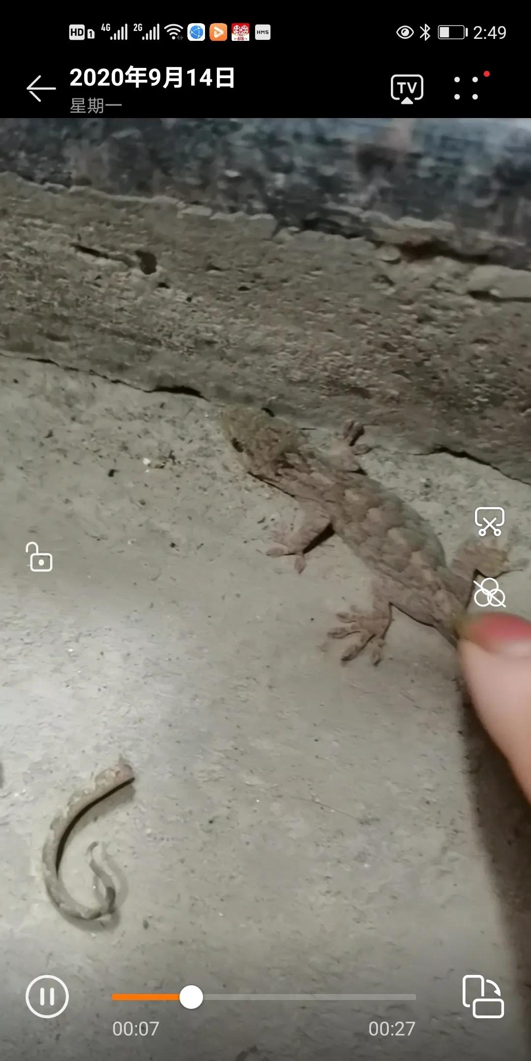 狮子座害怕什么动物,鲨鱼最害怕什么动物