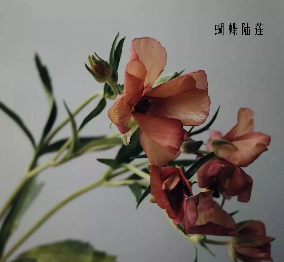 花店里同款的两种不同价格的花材,花店最容易被顾客误解的几种花材