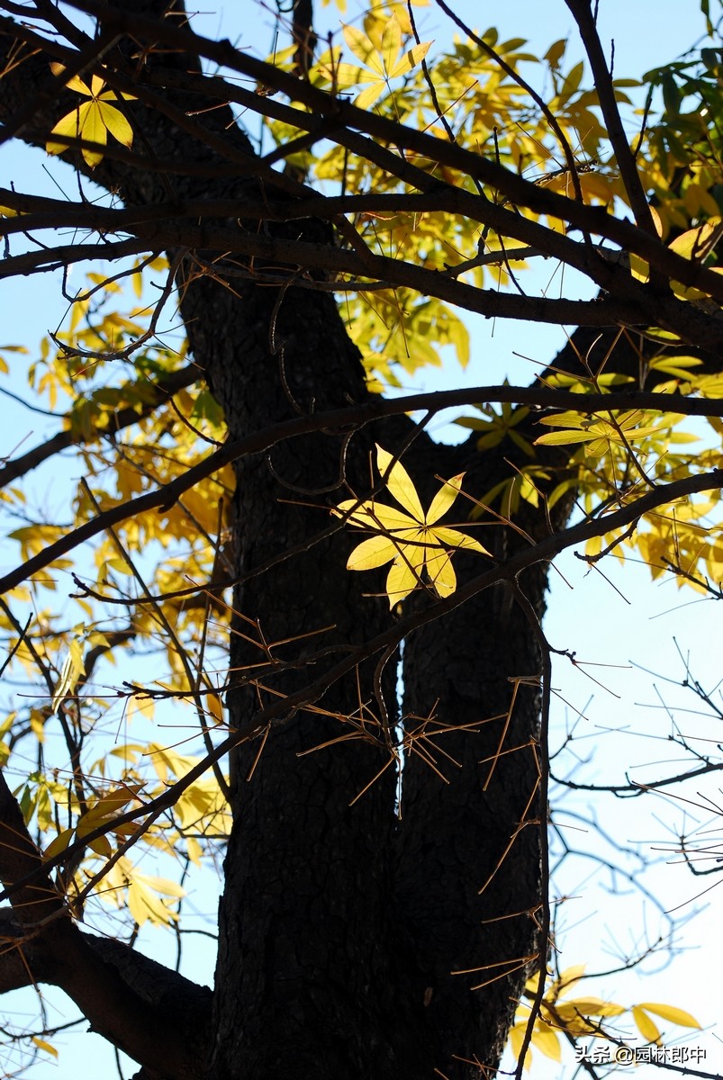 七叶树为什么是佛门树,七叶树也叫菩提树