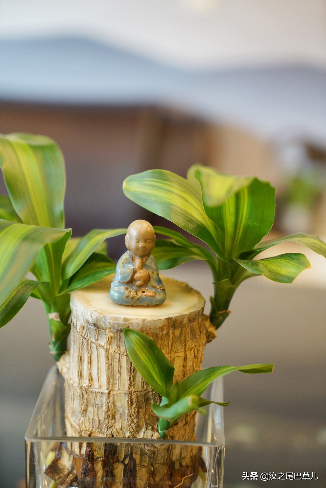 巴西木真的能给人带来幸运吗,巴西木性能