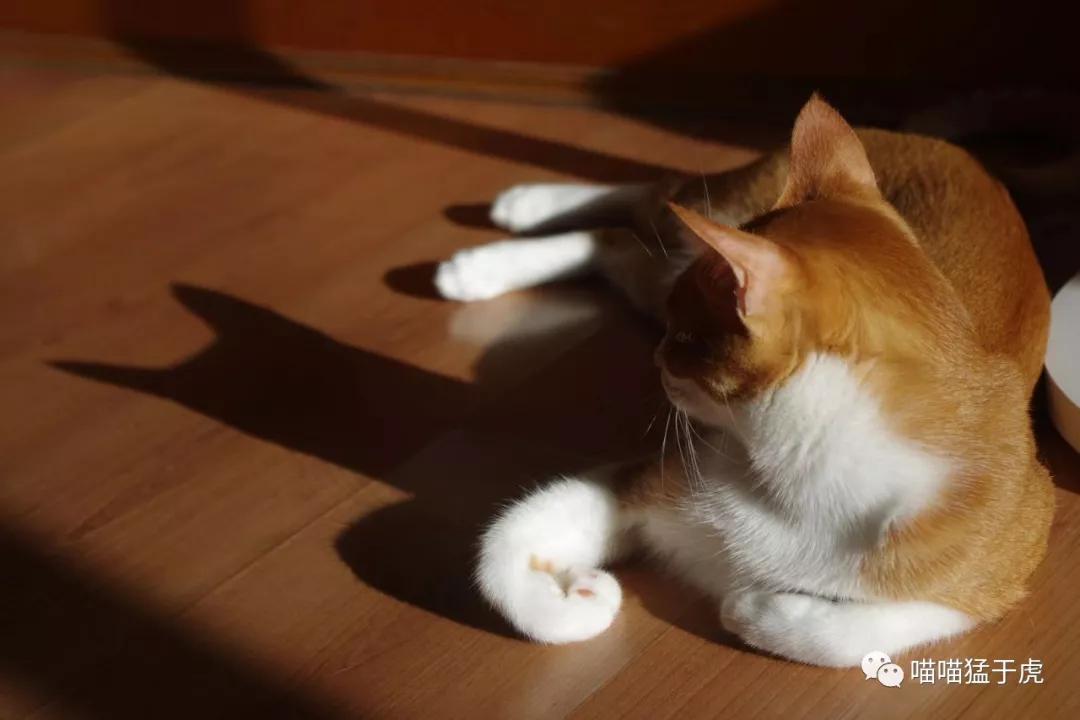 治疗猫咪抑郁症的四个方法图,猫抑郁的最佳治疗方法