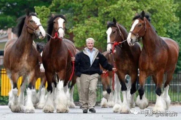 世界最好的十个品种马 (世界上最美丽的10类品种马)