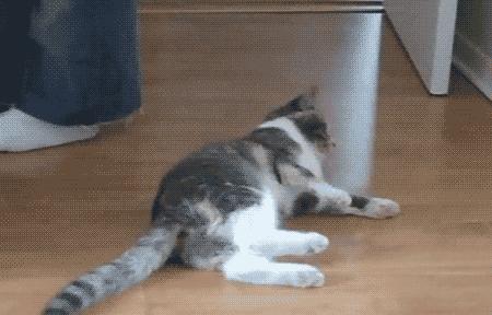 瀹犵埍鍥介檯鍔ㄧ墿璇婄枟涓績,瀹犵埍鍥介檯鍔ㄧ墿鍖婚櫌鍖椾含瑗跨珯