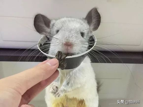 伊丽莎白圈猫咪,伊丽莎白圈有危险吗