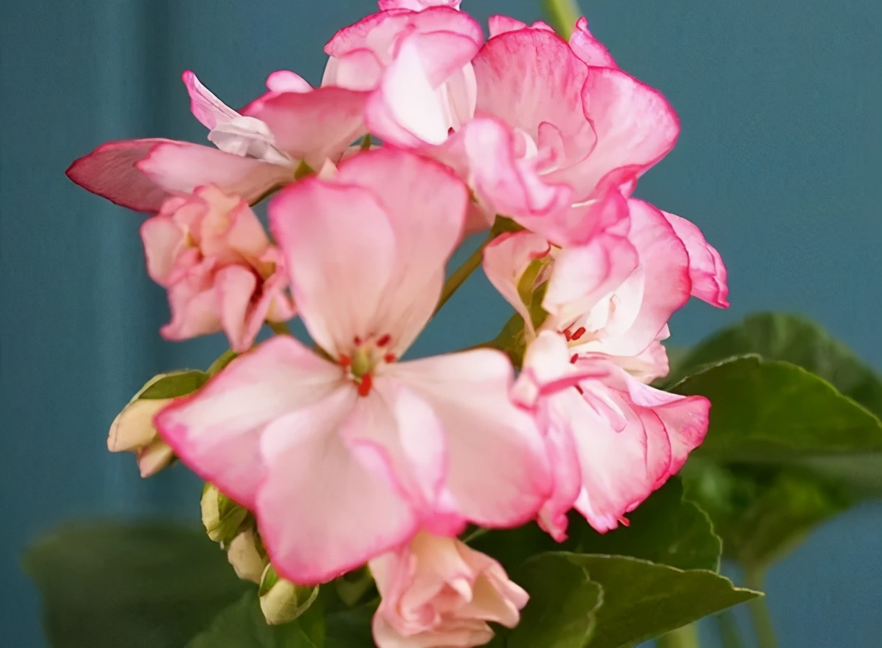 这种花别乱浇水水越多越不开花,这种花不怕冷好养易活