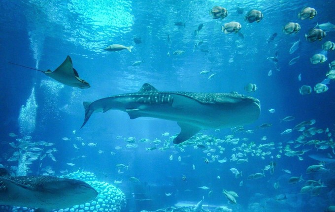 珠海长隆海洋王国官网预约,珠海长隆海洋王国英语介绍