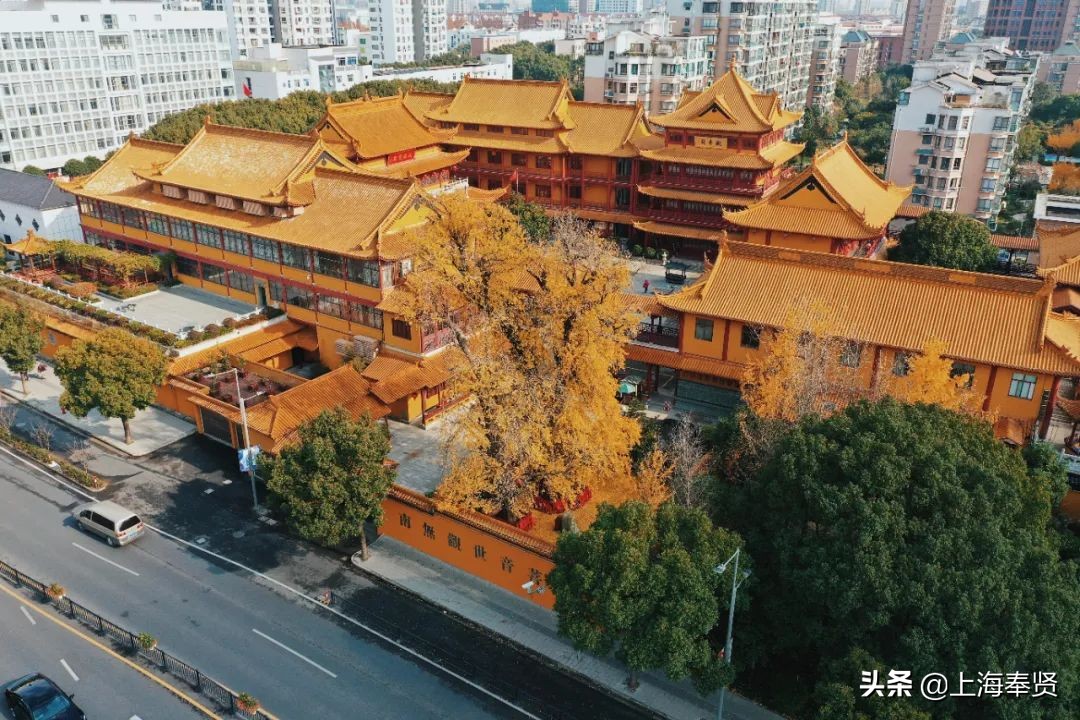 “秀木参天满目娆，落黄漫舞万千娇”二严寺600多年的雌雄古银杏，看了就移不开眼