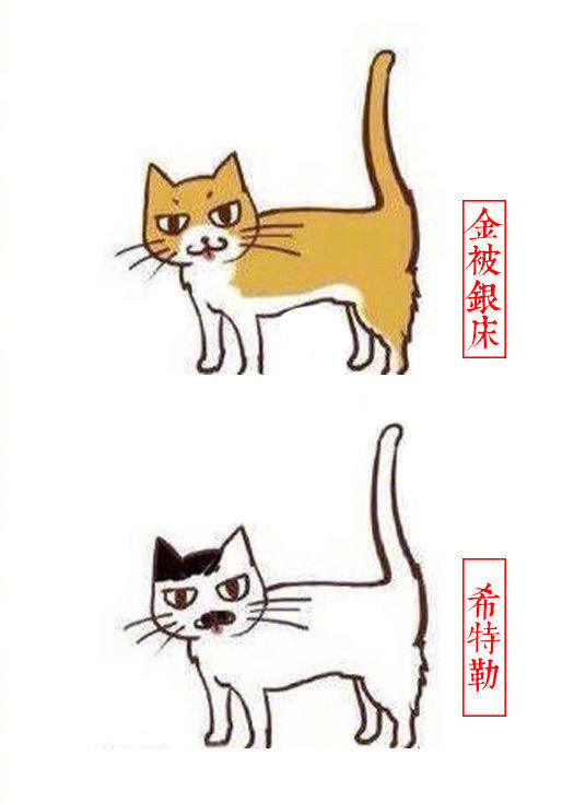 黄狸花猫咪名字,猫咪老师的花名有哪些
