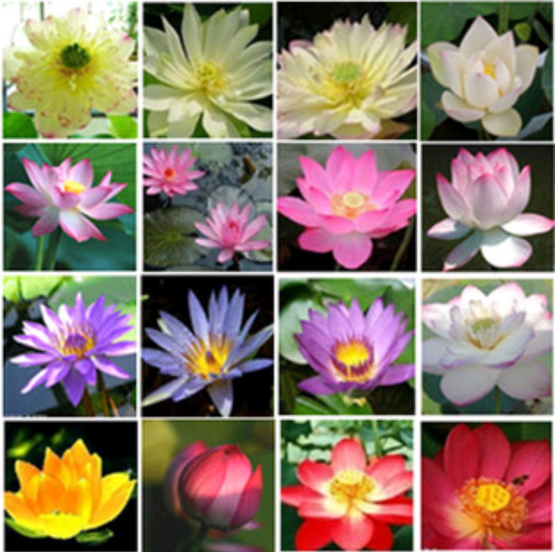 这8种花你不要乱浇水,新手种花品种推荐