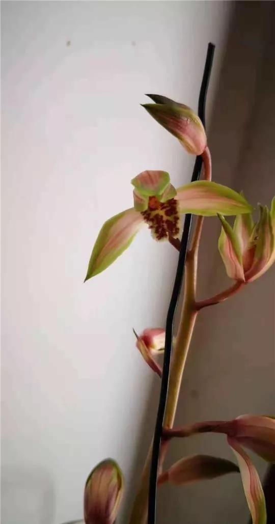 蕙兰极品红中透花图片,蕙兰传统丝缟艺草种类大全