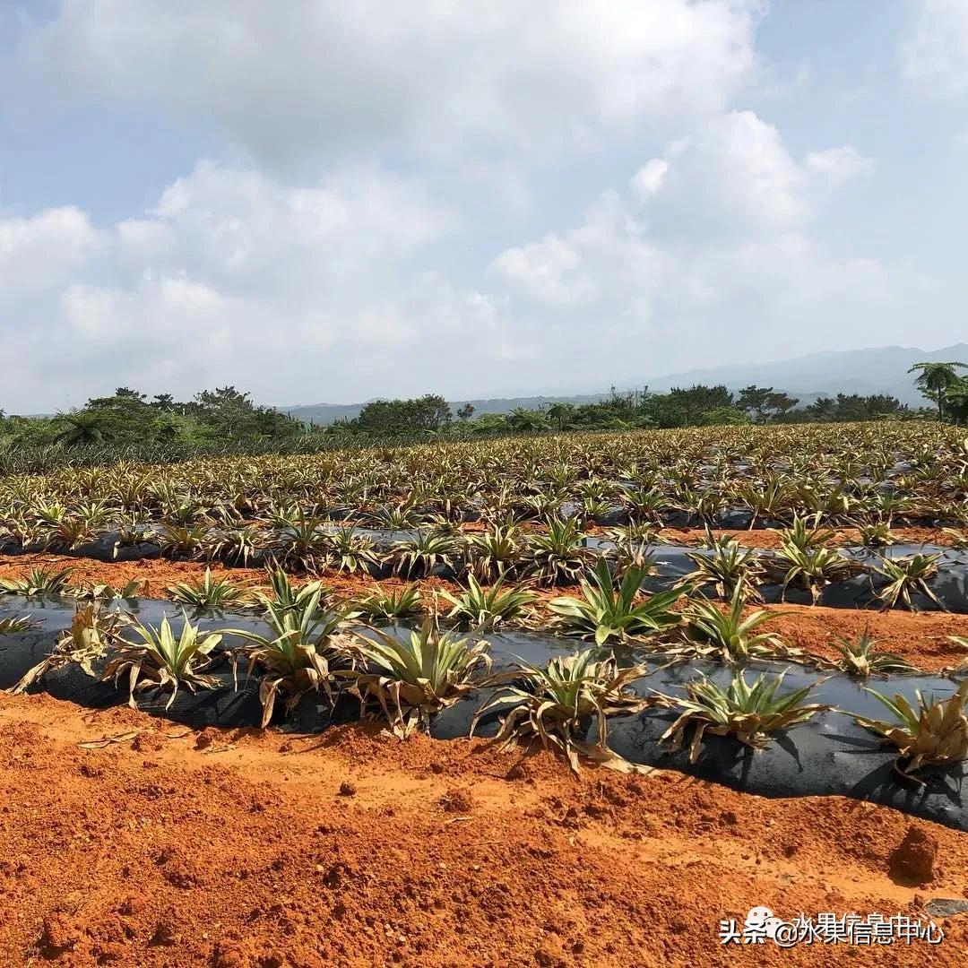 日本进口的菠萝,日本菠萝