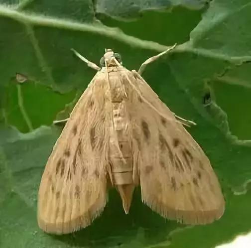 植物医生上海吴江路店,植物医生十里河