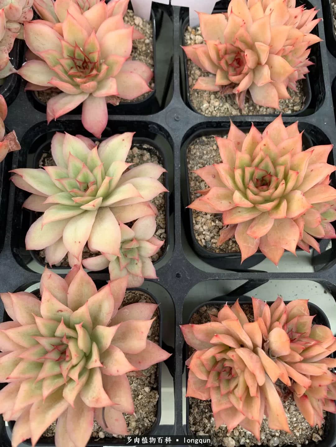 肉叔带你走遍韩国多肉大棚,记一次精彩的采摘之旅