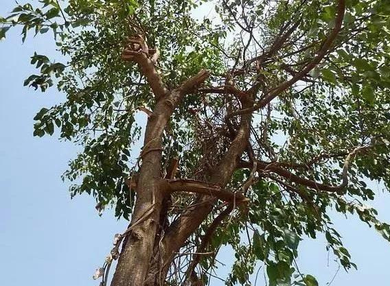 精油一般保质期多长时间,精油的有效期限是多久