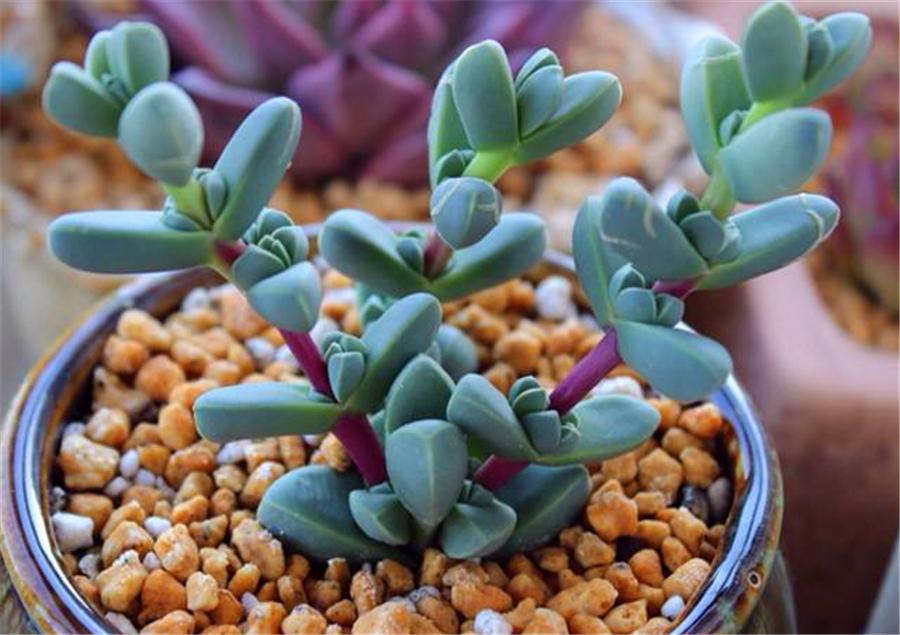 鹿角海棠不服盆干瘪发黄怎么办,鹿角海棠叶子发黄怎么办