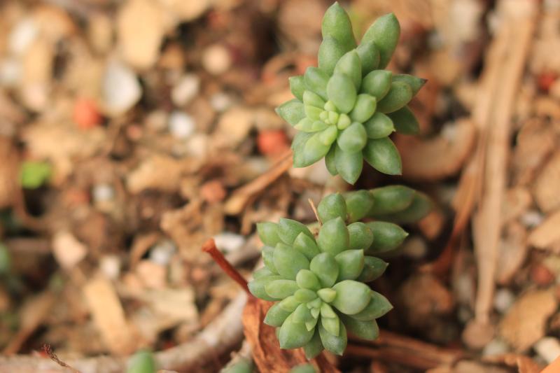 龙骨玉缀多肉,龙骨多肉品种图片大全
