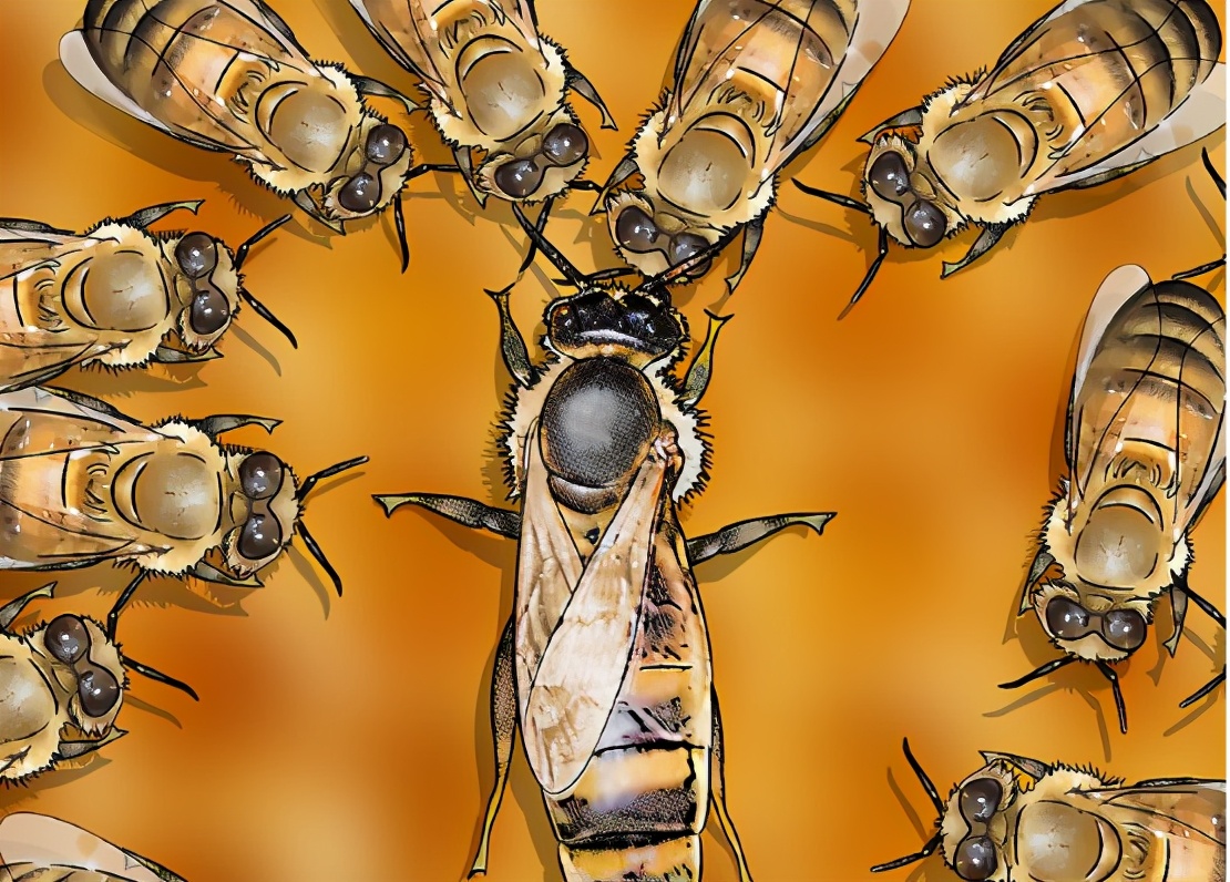 土养蜜蜂换王怎样方便找到蜂王,蜜蜂二十多只带一个蜂王怎么养殖