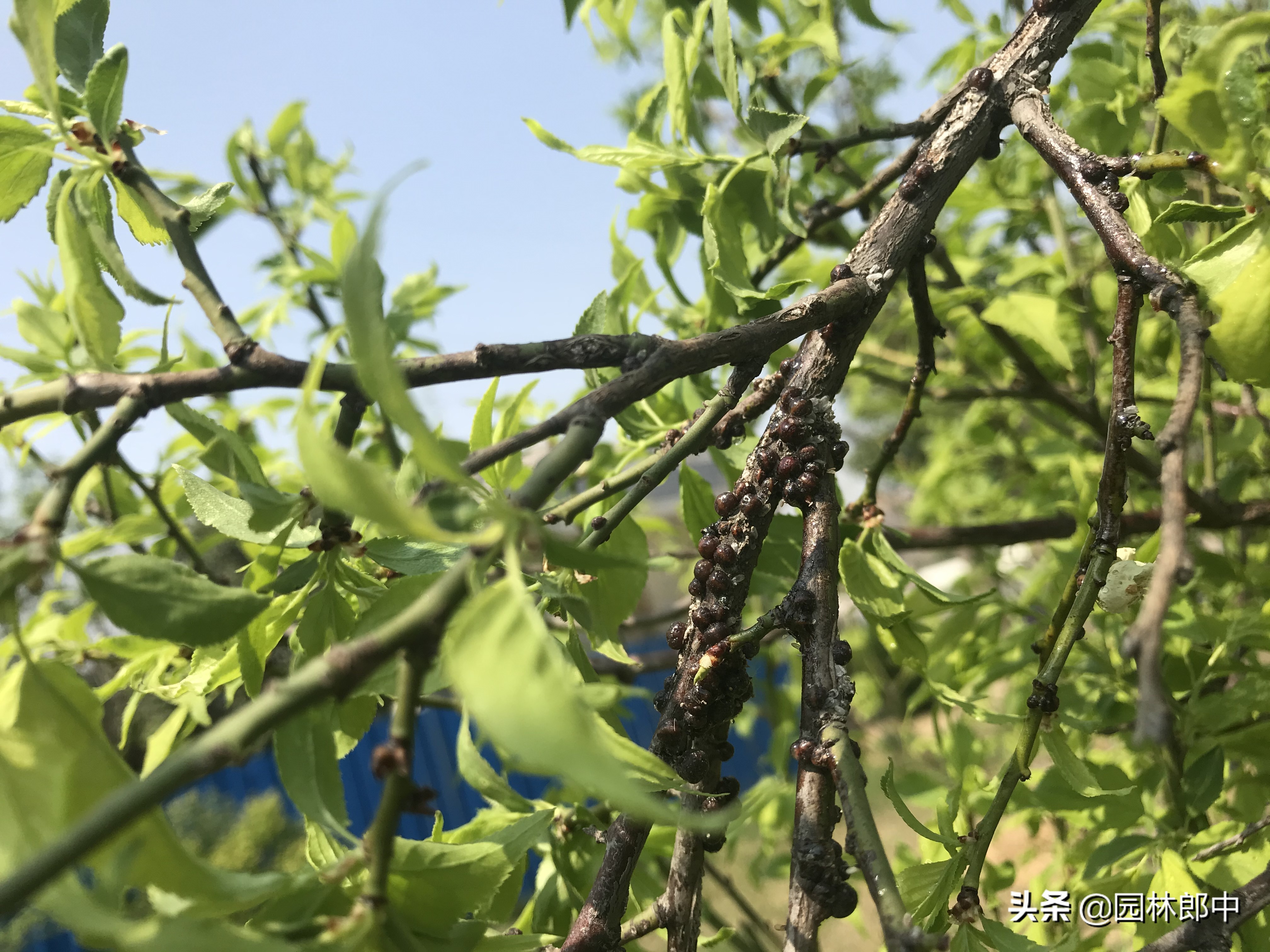 九里香枝干上有蚧壳虫图片,生了蚧壳虫需要把枝干剪掉吗