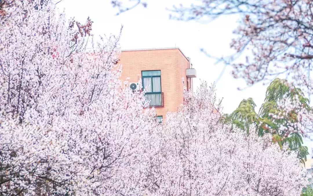 一头扎进春天里云南,美如仙境的西南民大