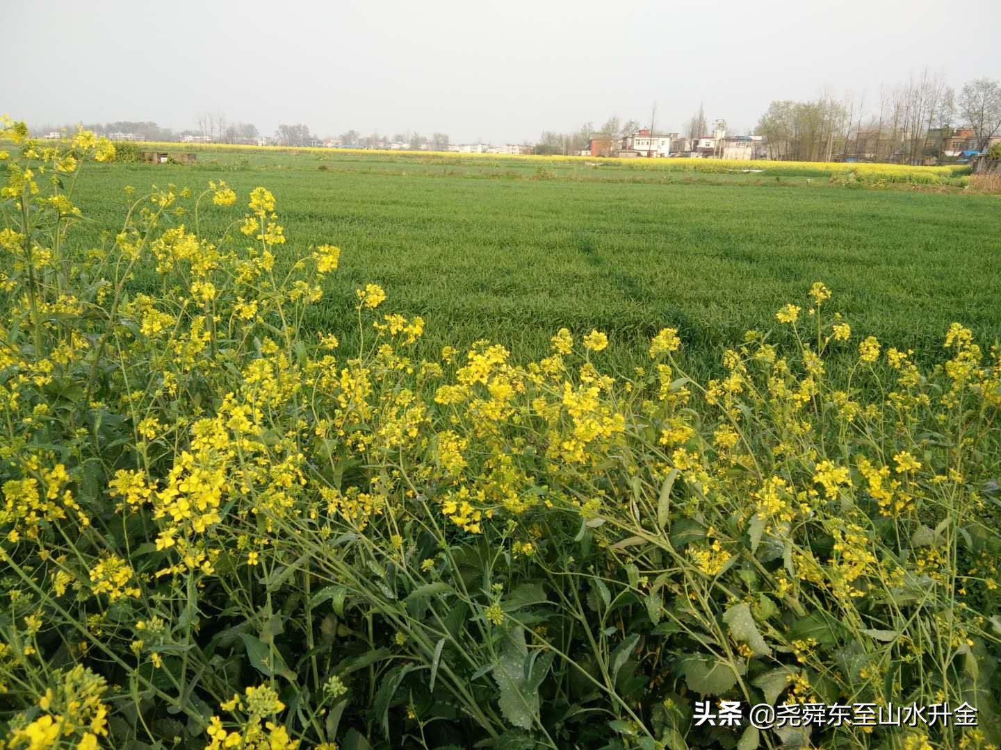 张溪镇是哪里,张溪镇有几个乡村