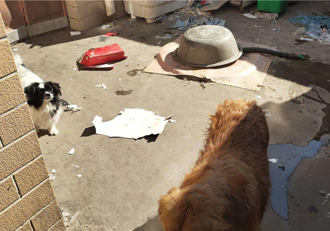 狗狗叛逆期护食,狗狗攻击性最佳矫正方法