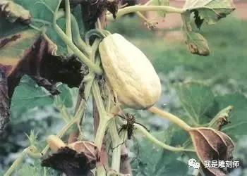 文玩葫芦的病虫,文玩葫芦预防花叶病教程