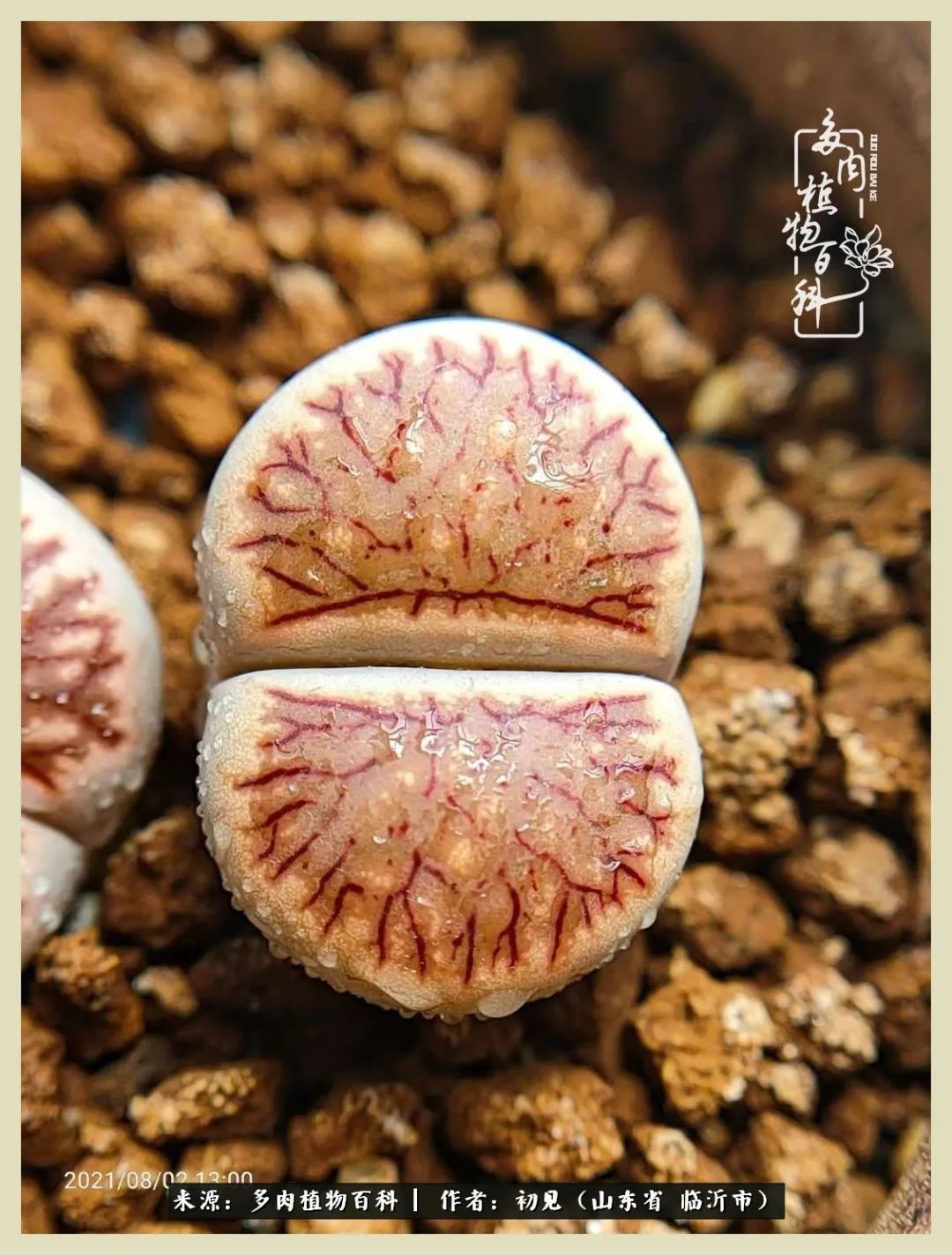 和多肉植物相伴,和多肉相处的心情