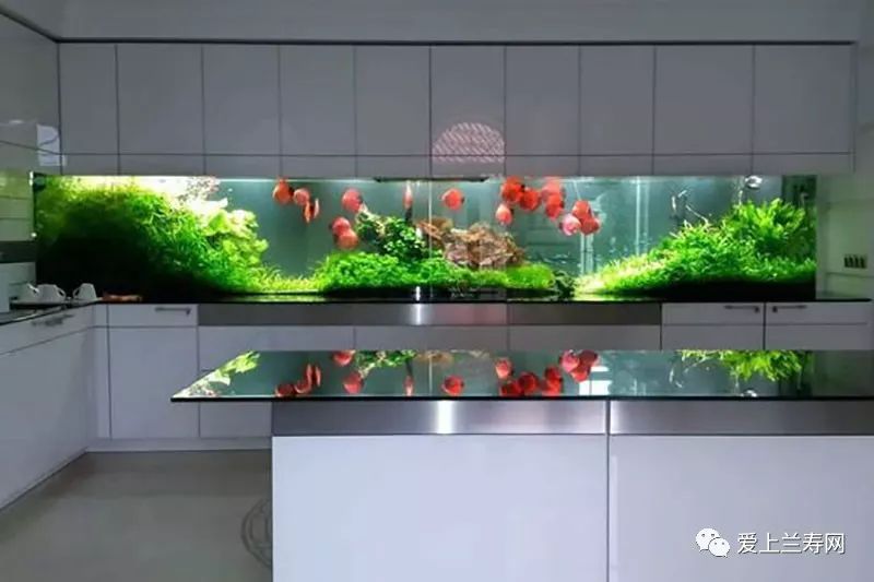 鱼缸五十种鱼,家庭鱼缸养什么鱼更容易存活