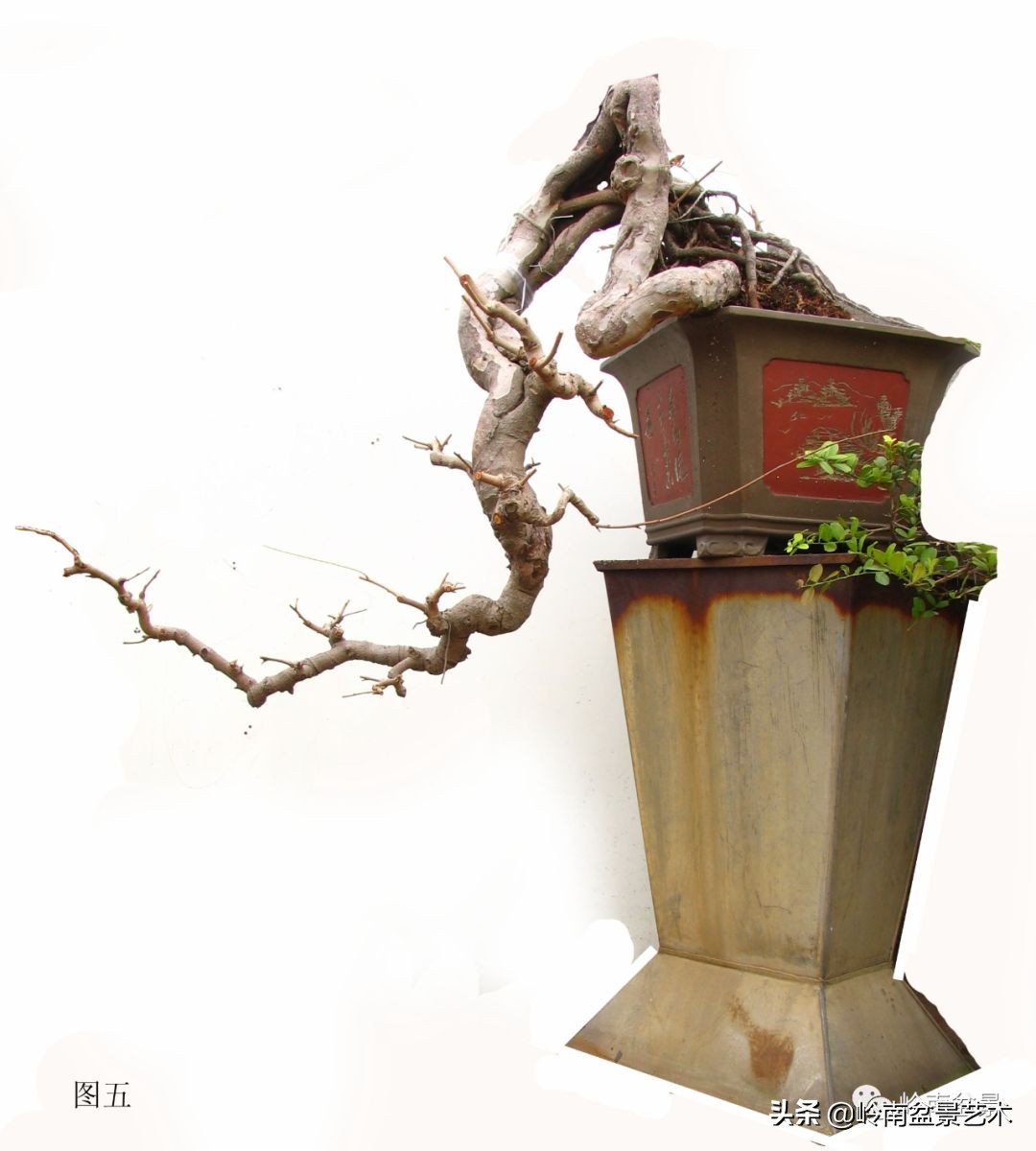 岭南盆景造型技术视频,岭南盆景极品成型图片