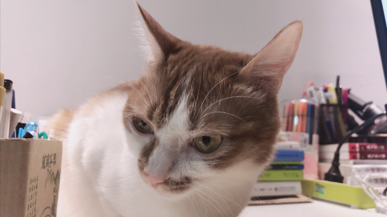 猫咪缺乏牛磺酸有什么表现,猫咪缺乏牛磺酸的表现