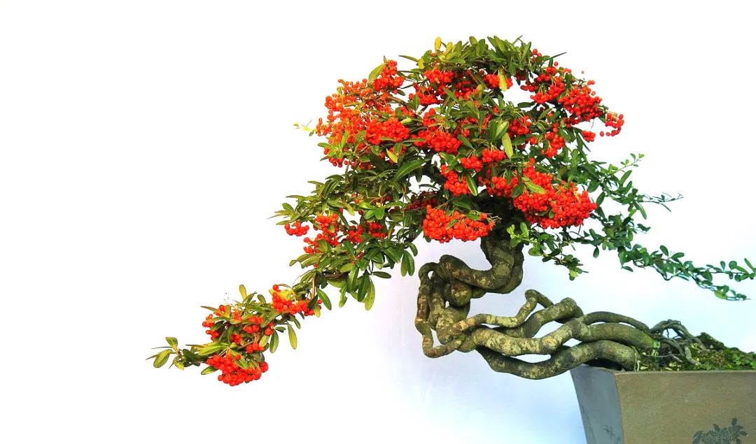 树木盆景养护包含六个方面的工作,盆景树如何照顾