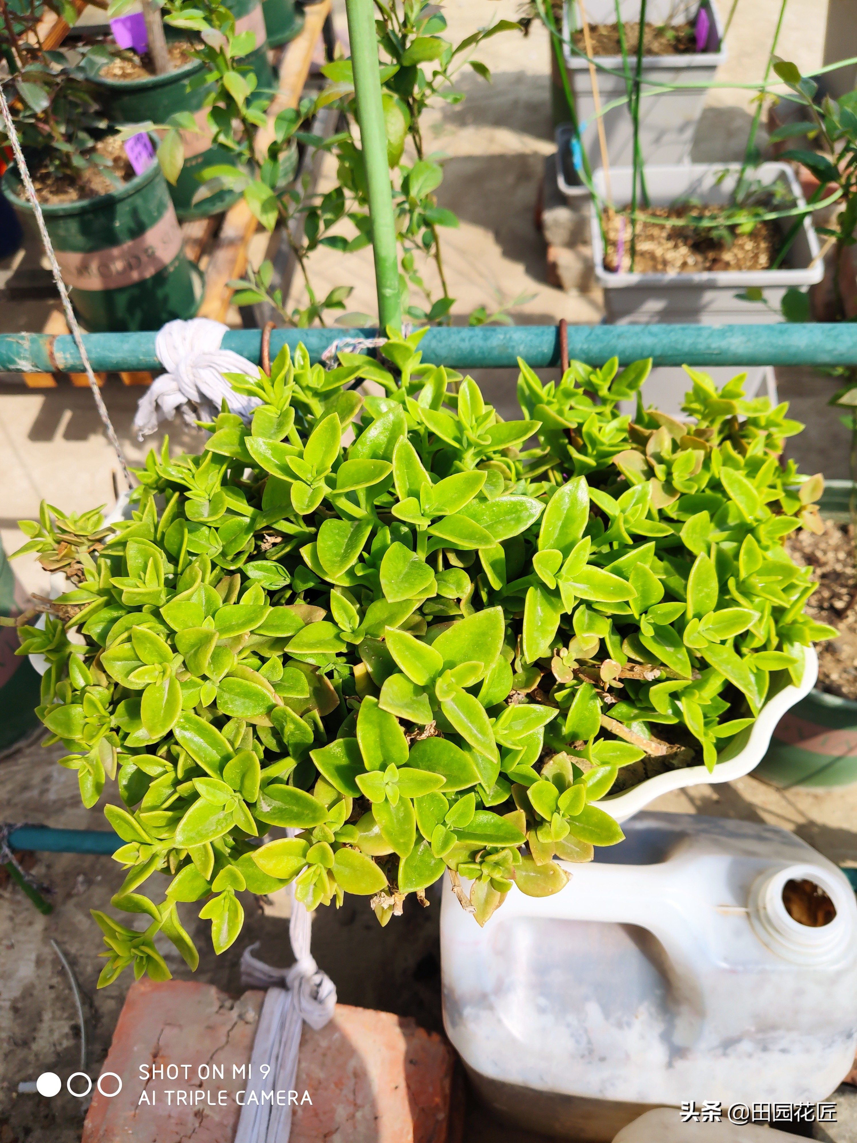 牡丹吊兰叶片黄？听听养殖老手的养殖经验分享，轻松找到黄化原因
