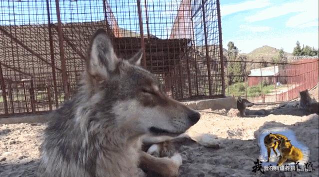 养狼disco：我在*疆新**，把狼养成了哈士奇