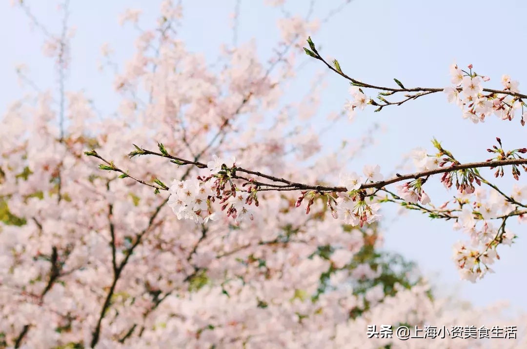 顾村公园一年一度赏樱,顾村公园赏樱点