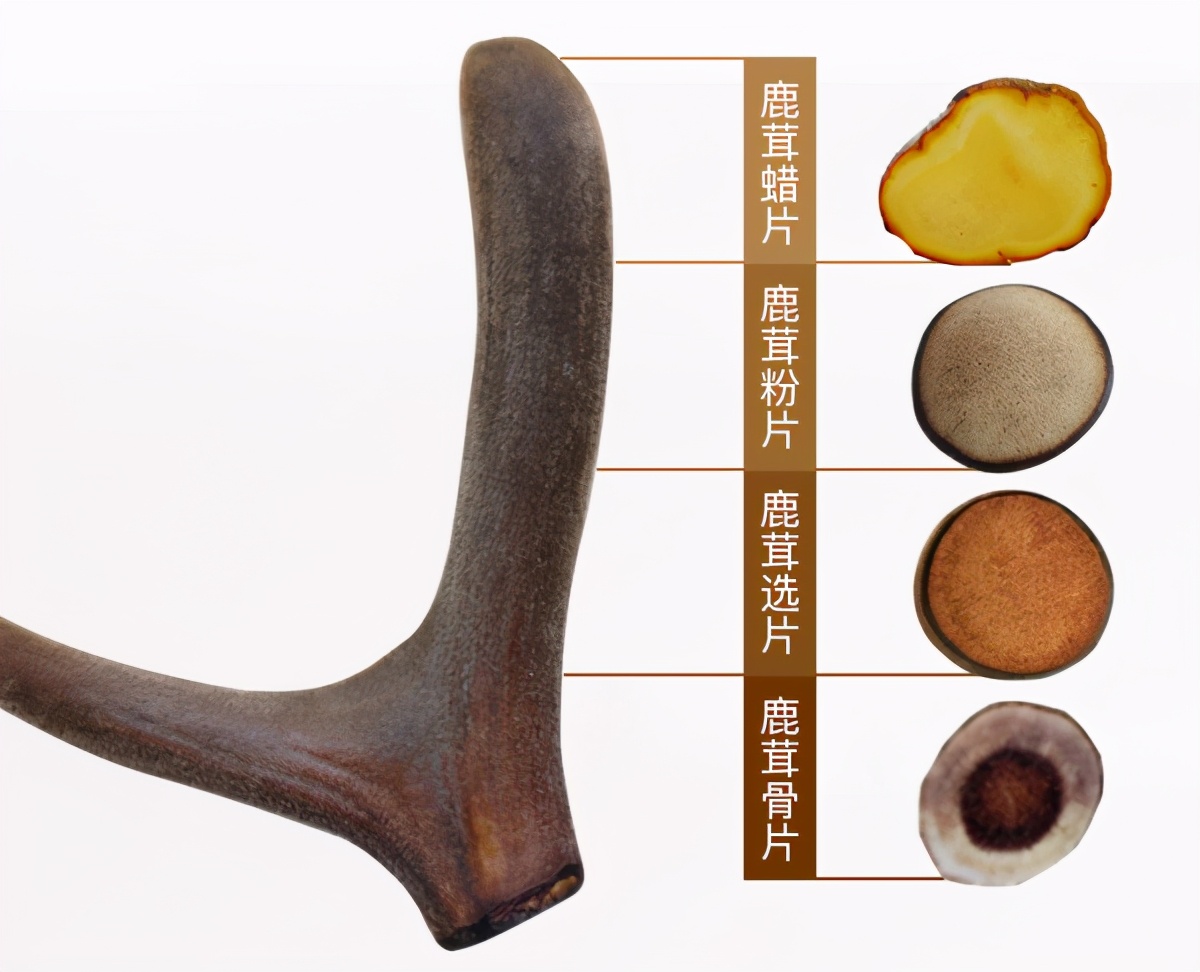 梅花鹿割鹿茸有什么危害吗,采鹿茸时鹿痛吗