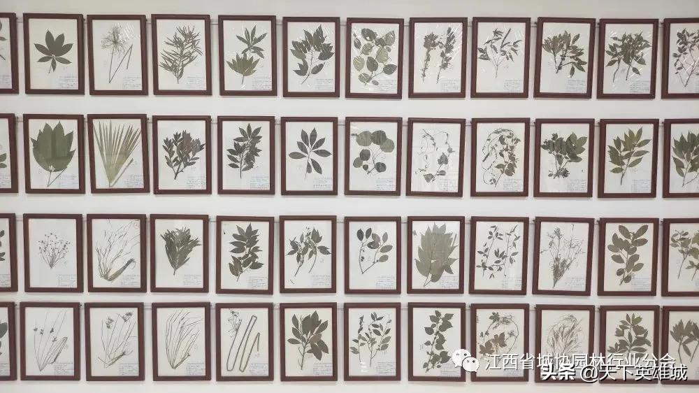 南昌植物博物馆,景区植物科普馆